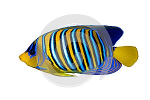 Royal Angelfish Regal Angel Fish, Coralfish isolated on a white background. Tropical colorful fish with yellow fins