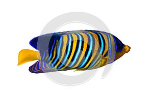 Royal Angelfish Regal Angel Fish, coralfish isolated on a white background. Tropical colorful fish with yellow fins, orange,