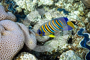 Royal Angelfish Regal Angel Fish over a coral reef, Red Sea, Egypt. Tropical colorful orange, white and blue striped fish