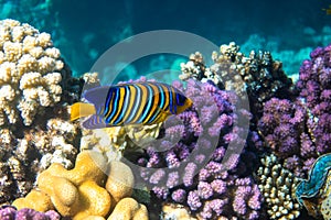 Royal Angelfish regal angelfish in a coral reef, Red Sea, Egypt. Tropical colorful fish with yellow fins, orange, white and blue
