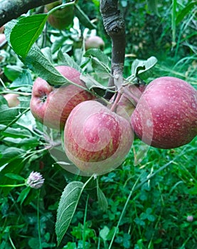 Royal Apple in Manali Himachal Pradesh India photo