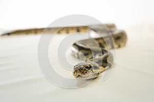 Royal or Ball Python snake