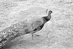 The royal beauty of the jungle. Peacock bird. Peacock or male peafowl with extravagant plumage. Beautiful peacock with