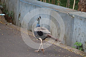 The royal beauty of the jungle. Peacock bird. Peacock or male peafowl with extravagant plumage. Beautiful peacock with eyespotted