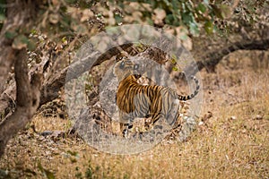 A royal bengal male tiger on stroll for scent marking in his territory. roaming in jungle crossing road. A side profile of tiger