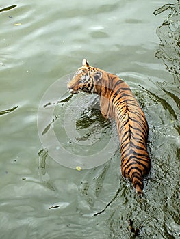 Royal bengal tiger