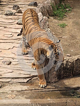 Royal bengal tiger