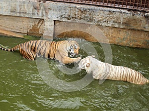 Royal bengal tiger