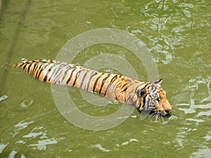 Royal bengal tiger