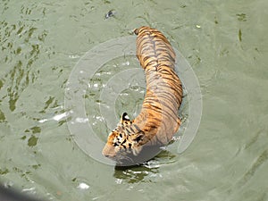 Royal bengal tiger