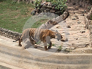 Royal bengal tiger