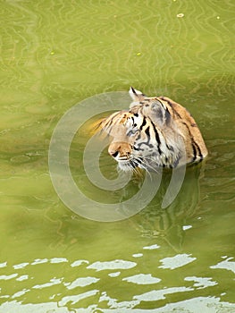 Royal bengal tiger