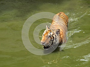 Royal bengal tiger