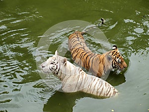 Royal bengal tiger