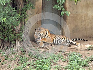 Royal bengal tiger