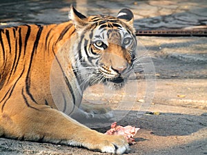 Royal bengal tiger