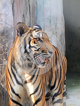 Royal bengal tiger