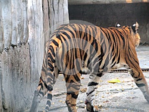 Royal bengal tiger