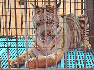 Royal bengal tiger