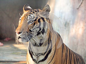 Royal bengal tiger