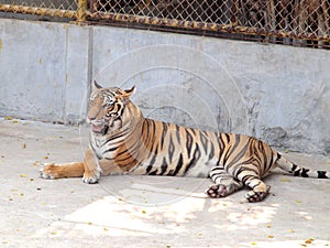 Royal Bengal tiger