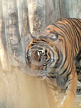 Royal Bengal tiger