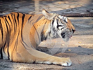 Royal Bengal tiger