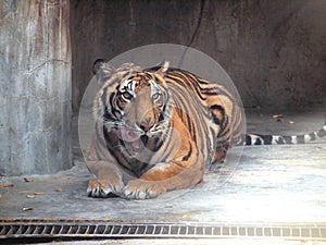 Royal Bengal tiger