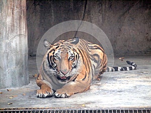 Royal Bengal tiger