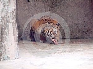 Royal Bengal tiger