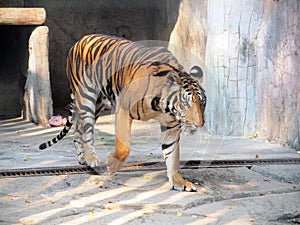 Royal Bengal tiger