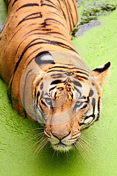 Royal Bengal Tiger