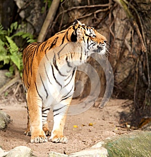 Royal Bengal tiger