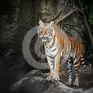 Royal Bengal tiger