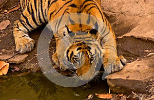 Royal bengal tiger#5