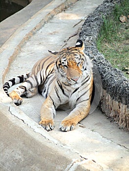 Royal bengal tiger