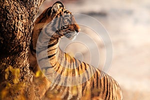 Royal bengal tiger on a beautiful golden background. Amazing tiger in the nature habitat. Wildlife scene with dangerous beast. Hot