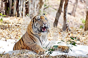 Royal Bengal Tiger in Bhopal, India