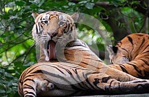 Royal Bengal Tiger Cleaning its Fur with Long Tongue