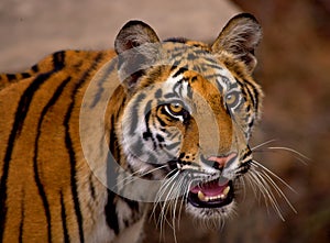 Royal bengal tiger closeup