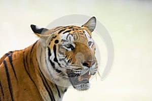 Royal Bengal Tiger Closeup or Portrait Shot with Open Mouth