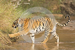 A Royal Bengal Tiger crossing a stream