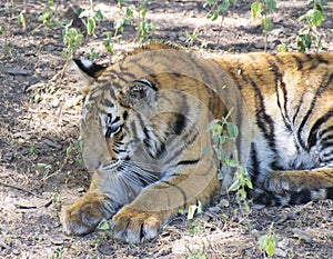 Royal Bengal Tiger Cub resting in Shade