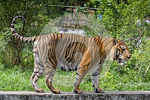 A Royal Bengal Tiger at Dhaka Zoo takes bath to beat the hot summer heat.