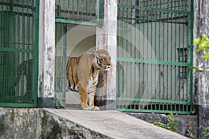 A Royal Bengal Tiger at Dhaka Zoo takes bath to beat the hot summer heat.