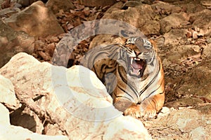 Royal Bengal tiger is displaying a big yawn