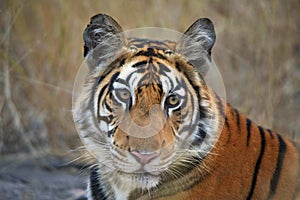 Royal Bengal Tiger face closeup shot, Panthera tigris, Panna Tiger Reserve, Madhya Pradesh