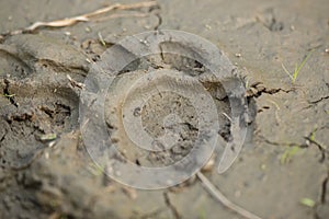 Royal Bengal tiger footprint in mud