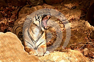 Royal Bengal tiger giving a big yawn