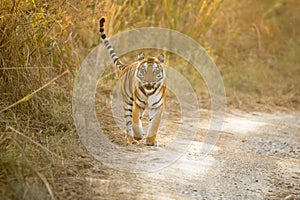 Royal Bengal tiger head on.